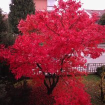 Клен красный (Acer rubrum) Клен красный (Acer rubrum)