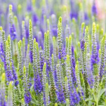 Вероника колосковая (Veronica spicata) Вероника колосковая (Veronica spicata)