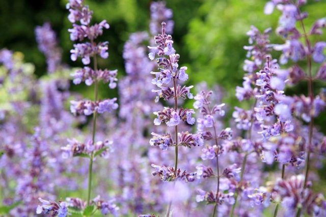 Котовник, или кошачья мята (Nepeta catari) Котовник, или кошачья мята (Nepeta catari)