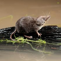 Куторы, или водоплавки