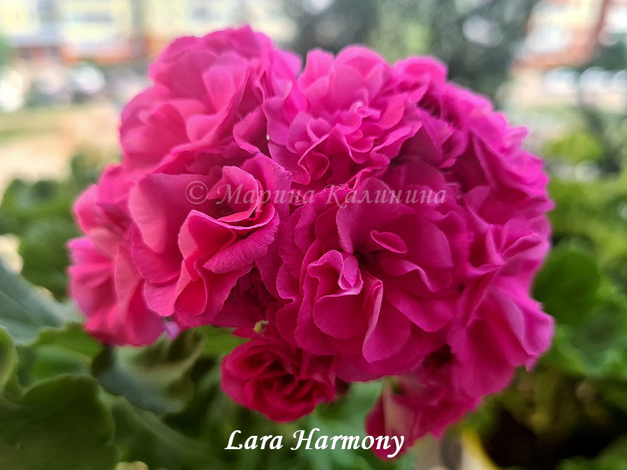 lara-harmony1