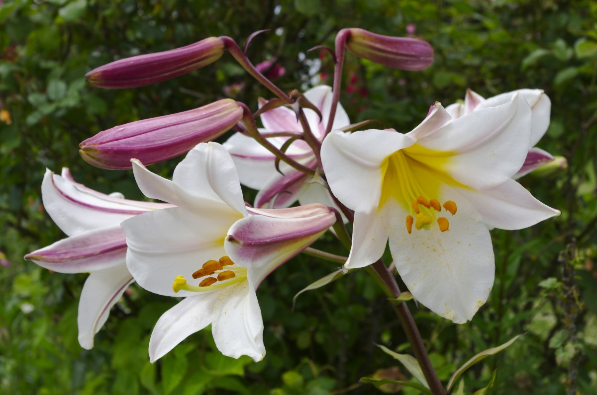 Лилия длинноцветковая или трубчатая «Регале» (Lilium longiflorum 'Regale')