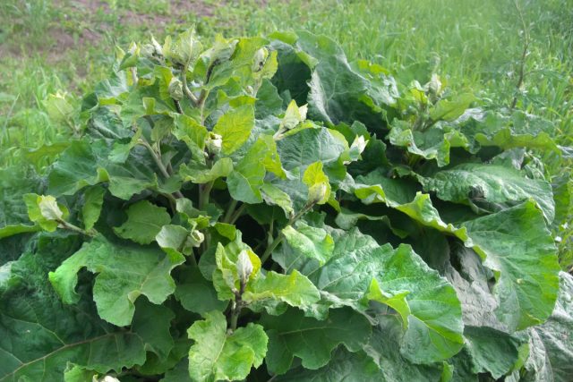 Лопух большой (Arctium lappa)