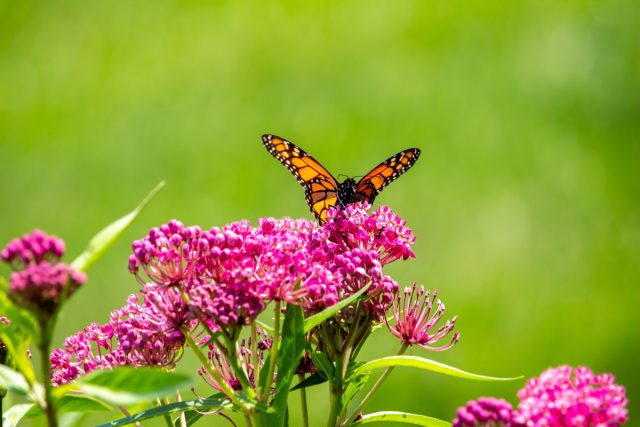 Лучший способ привлечь и удержать бабочек, кроме посадки цветов и сооружения кормушек, — избегать использования пестицидов или гербицидов, особенно на цветах