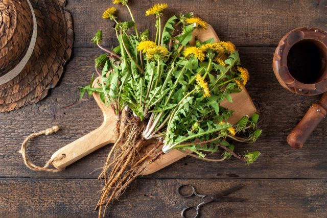 Одуванчик лекарственный (Taráxacum officinále)