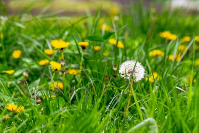 Одуванчик (Taraxacum) Одуванчик (Taraxacum)