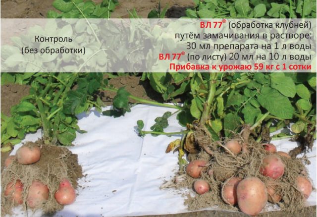 Результаты применения стимулятора роста и антистрессанта ВЛ77 на картофеле Результаты применения стимулятора роста и антистрессанта ВЛ77 на картофеле
