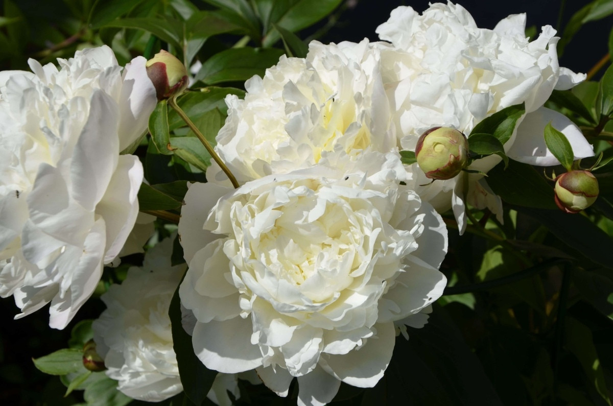 Пион молочноцветковый «Энн Казинс» (Paeonia lactiflora 'Ann Cousins')
