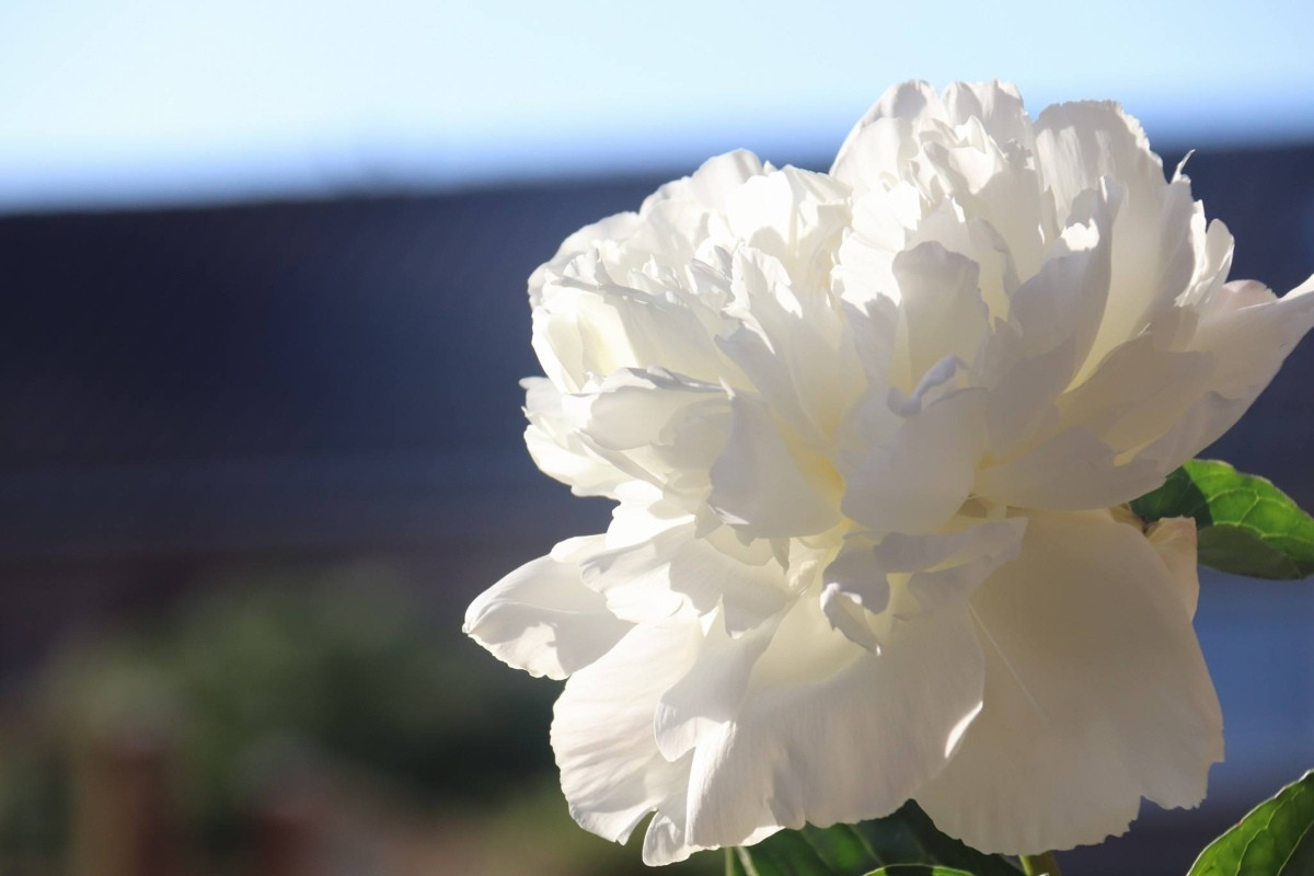Пион молочноцветковый «Энн Казинс» (Paeonia lactiflora 'Ann Cousins')