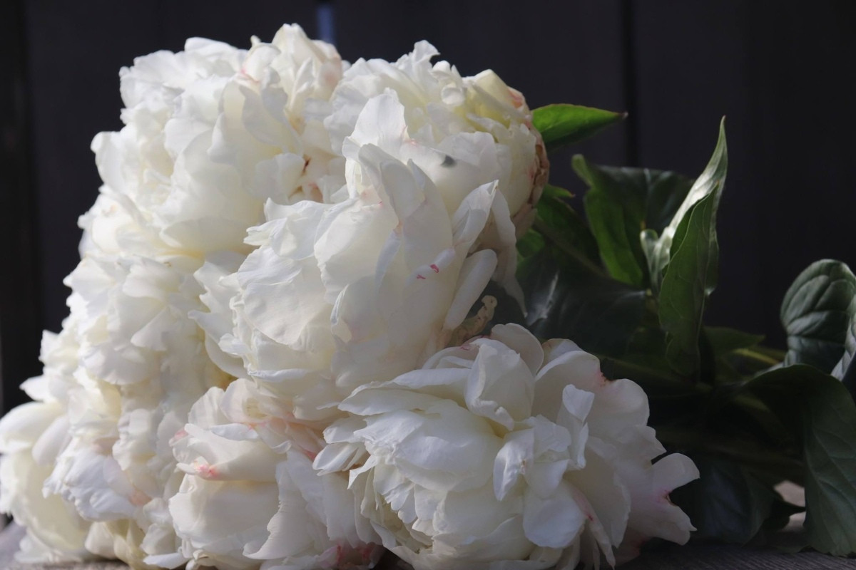 Пион молочноцветковый «Энн Казинс» (Paeonia lactiflora 'Ann Cousins')