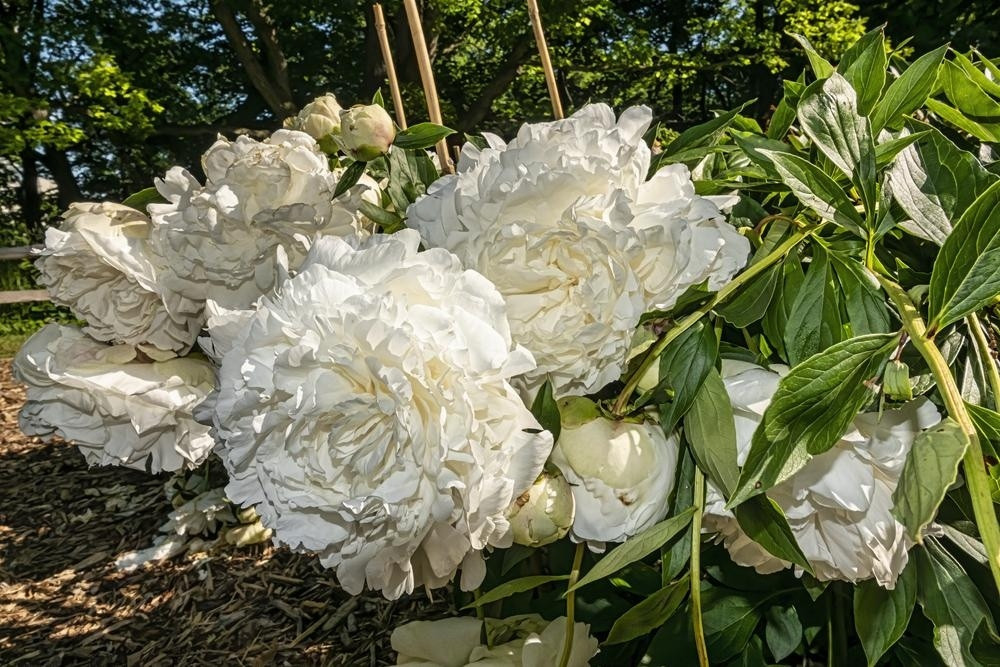 Пион молочноцветковый «Энн Казинс» (Paeonia lactiflora 'Ann Cousins')
