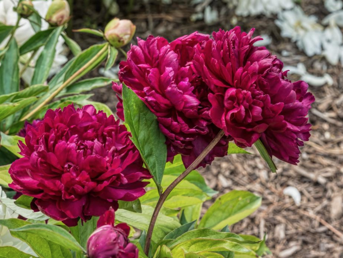 Пион молочноцветковый «Хайлайт» (Paeonia lactiflora 'Highlight')