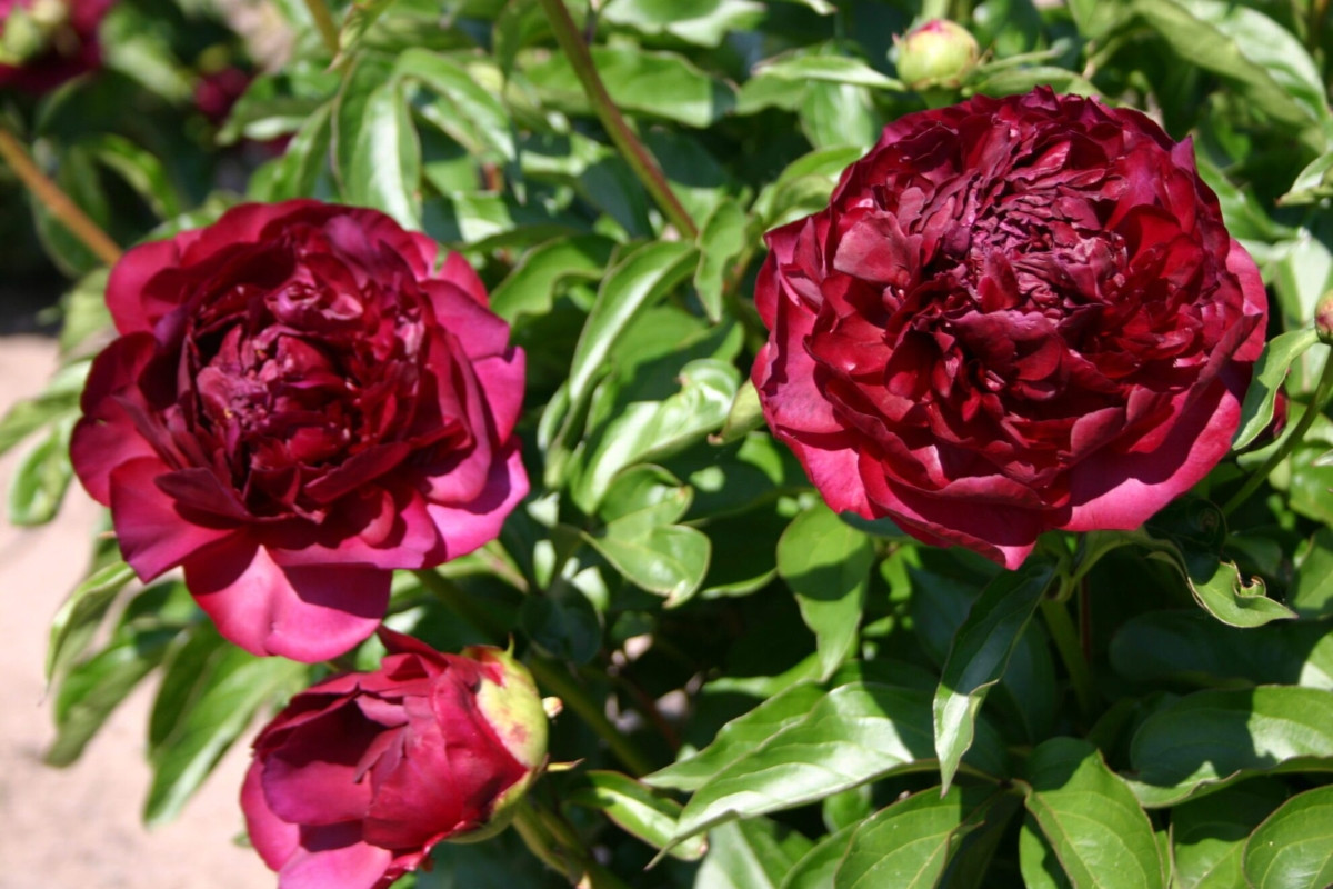 Пион молочноцветковый «Хайлайт» (Paeonia lactiflora 'Highlight')
