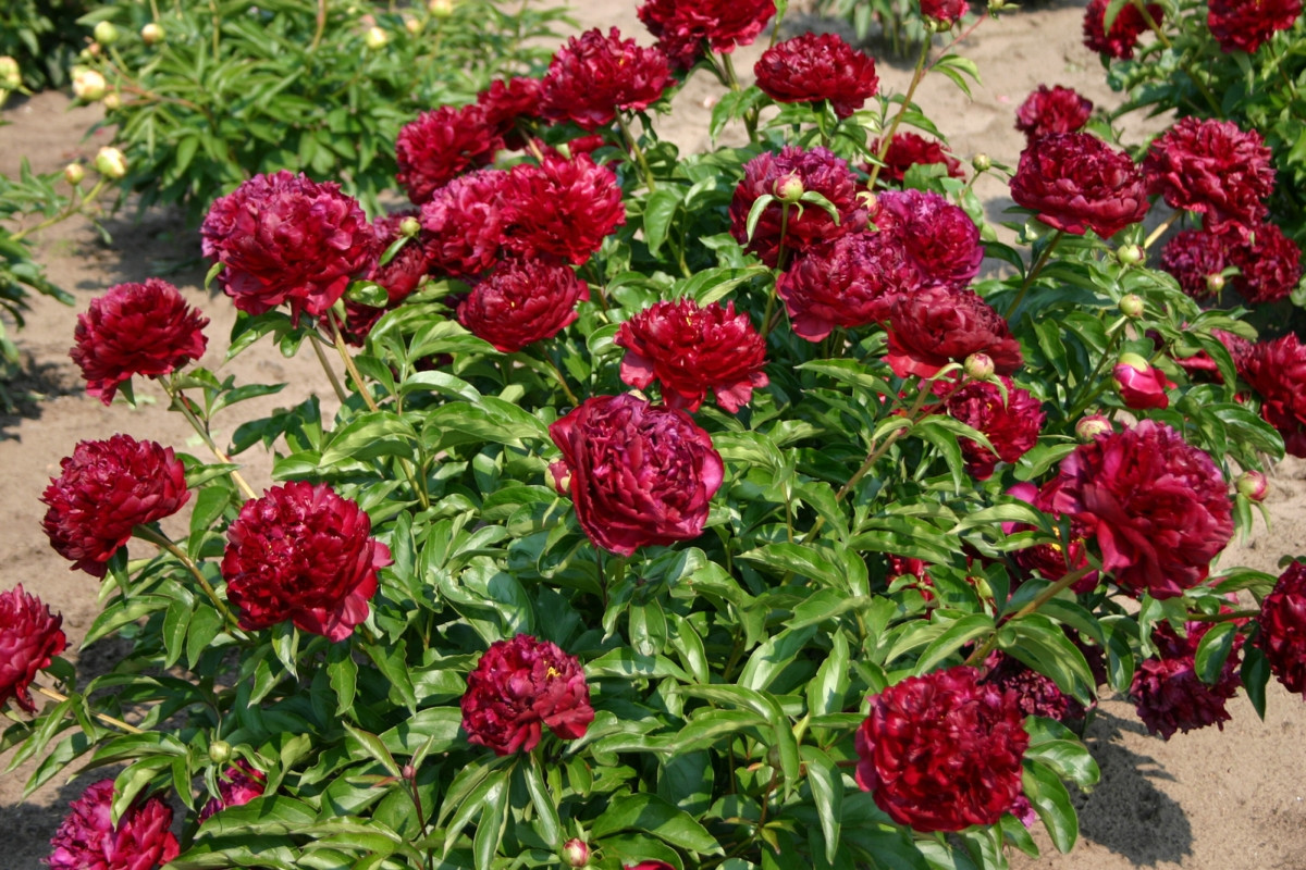 Пион молочноцветковый «Хайлайт» (Paeonia lactiflora 'Highlight')