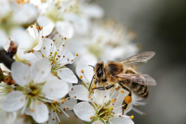 Пчелиная весна — что это и как начинается?