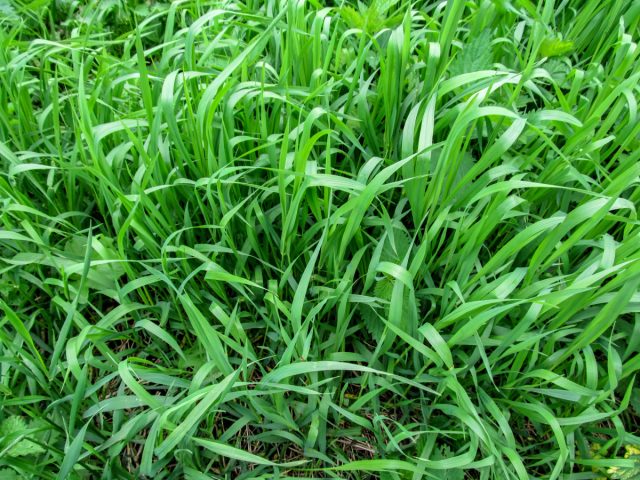 Пырей ползучий (Elymus repens) Пырей ползучий (Elymus repens)
