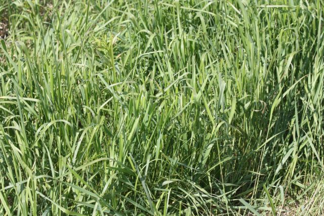 Пырей ползучий (Elytrigia repens)