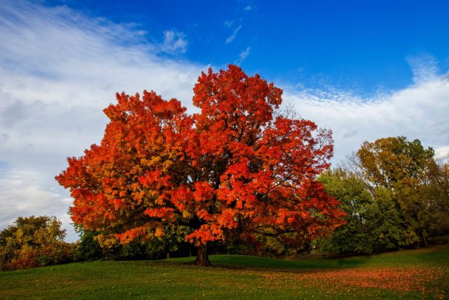 Сахарный клен (Acer saccharum) Сахарный клен (Acer saccharum)