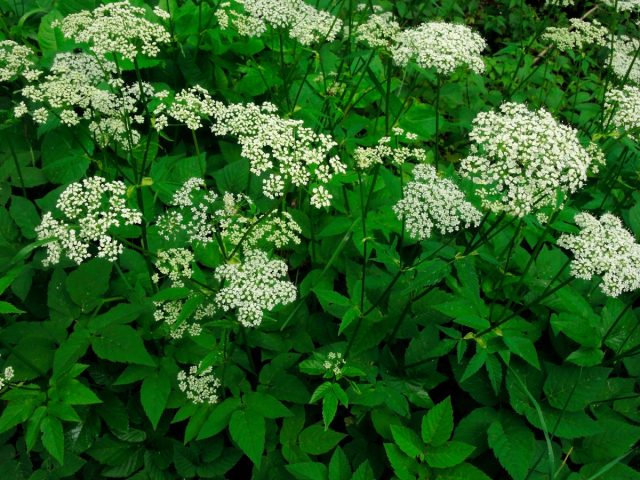 Сныть обыкновенная (Aegopodium podagraria)