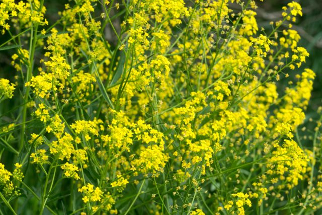 Свербига восточная (Bunias orientalis)