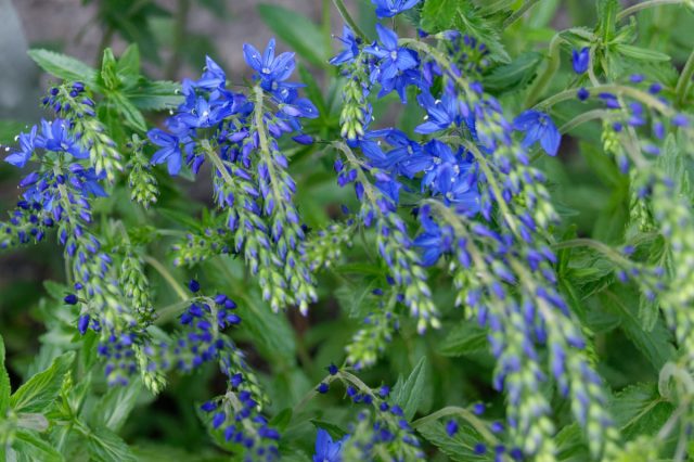 Вероника австрийская (Veronica austriaca) Вероника австрийская (Veronica austriaca)
