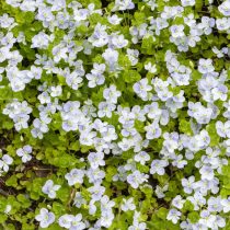 Вероника нитевидная (Veronica filiformis) Вероника нитевидная (Veronica filiformis)