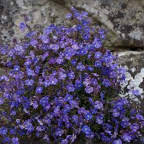 Вероника цветоножковая (Veronica peduncularis) Вероника цветоножковая (Veronica peduncularis)