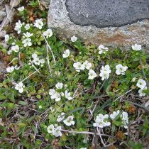 Вероника ползучая (Veronica repens) Вероника ползучая (Veronica repens)