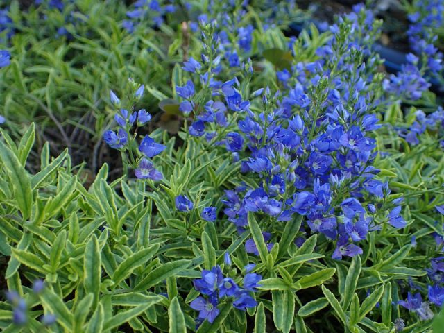Вероника простёртая (Veronica prostrata) Вероника простёртая (Veronica prostrata)