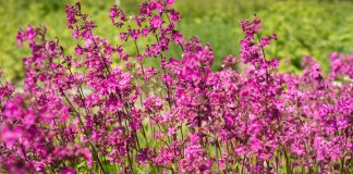 Вискария обыкновенная, или смолка клейкая — прекрасное украшение сада