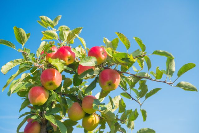 Вызревшее яблоко должно иметь равномерную характерную для сорта окраску, светлую, приятную на вкус мякоть, темно-коричневые косточки, легко отделяться от веточки