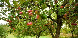 Вопросы-ответы о яблоне. И немного об агротехнике