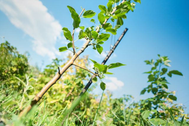 Здоровый саженец – основа здорового дерева, поэтому при покупке посадочного материала необходимо понимать, что выбираешь