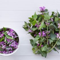 Яснотка пурпуровая (Lamium purpureum)