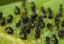 Что поможет от муравьев на участке?