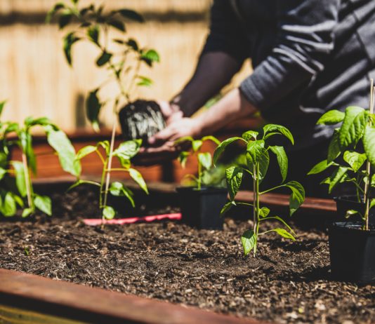 10 признаков того, что рассаду можно высаживать в грунт - Фаско — все секреты богатого урожая 10 признаков того, что рассаду можно высаживать в грунт