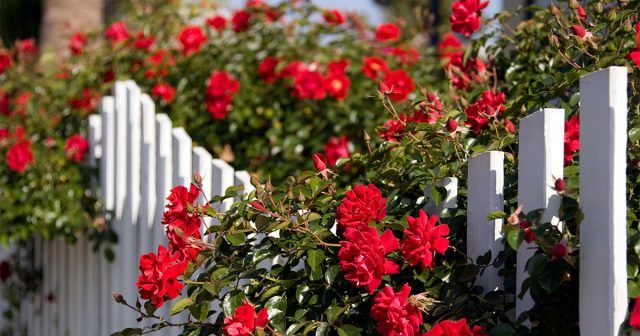 Лучше всего сажать розы, когда пройдут серьёзные заморозки, в средней полосе – это, ориентировочно, ближе к третьей декаде мая