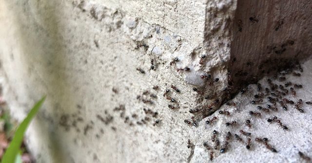 Препарат от муравьев в гранулах позволяет обрабатывать труднодоступные места Препарат от муравьев в гранулах позволяет обрабатывать труднодоступные места
