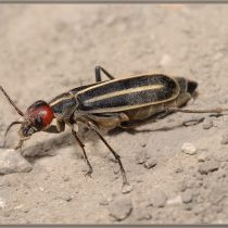 Нарывника красноголовый, или красноголовая шпанка (Epicauta erythrocephala)