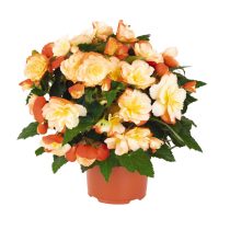 Бегония ИйКония «Сентимент Пичи Кин» (Begonia I'Сonia® 'Scentiment Peachy Keen') Бегония ИйКония «Сентимент Пичи Кин» (Begonia I'Сonia® 'Scentiment Peachy Keen')
