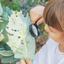 Отправьте детей на охоту за слизнями или жуками, чтобы они сняли вредителей с ваших растений