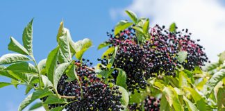 Бузина черная — яркое и полезное дополнение к саду