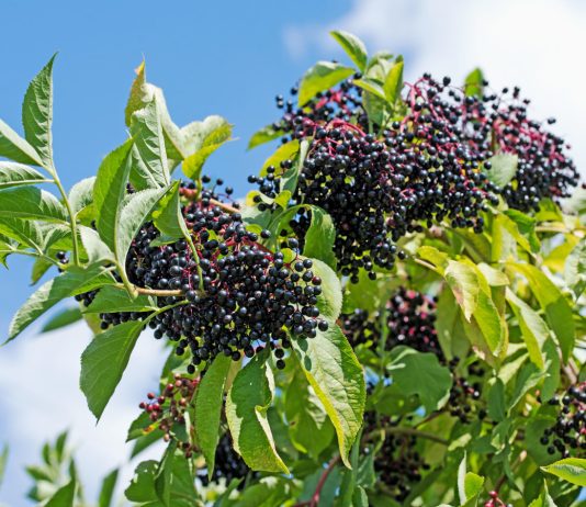 Бузина черная — яркое и полезное дополнение к саду