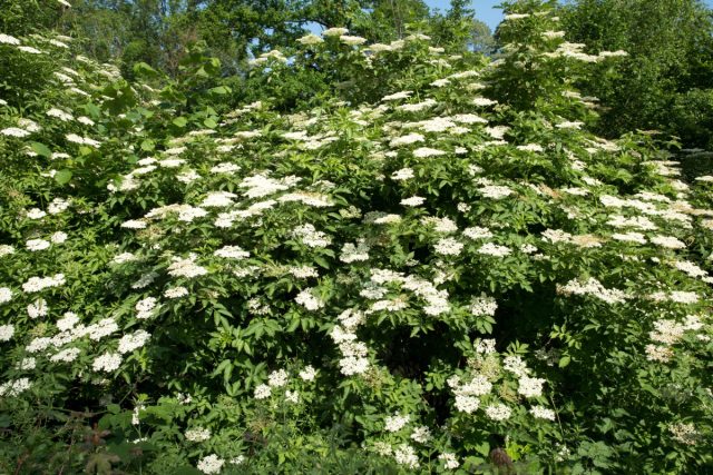 Бузина черная (Sambucus nigra) представляет собой густой крупный кустарник или небольшое дерево до 6 м высотой Бузина черная (Sambucus nigra) представляет собой густой крупный кустарник или небольшое дерево до 6 м высотой