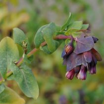 Восковник большой «Пурпурасценс» (Cerinthe major 'Purpurascens') Восковник большой «Пурпурасценс» (Cerinthe major 'Purpurascens')