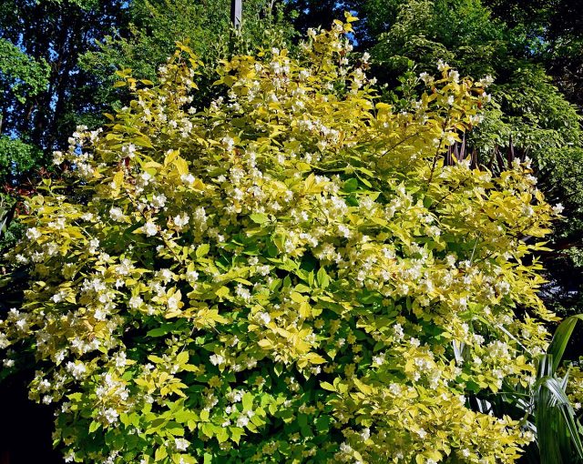 Чубушник венечный «Ауреус» (Philadelphus coronarius 'Aureus') Чубушник венечный «Ауреус» (Philadelphus coronarius 'Aureus')