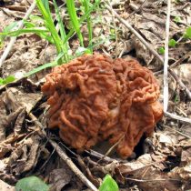 Cтрочок гигантский (Gyromitra gigas) Cтрочок гигантский (Gyromitra gigas)