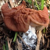 Cтрочок пучковый (Gyromitra fastigiata) Cтрочок пучковый (Gyromitra fastigiata)