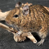 Дегу (octodon degus) Дегу (octodon degus)