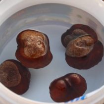 Я аккуратно проколола иголкой твердую оболочку каштанов, стараясь не потревожить сам плод внутри. Затем замочила в банке с водой на сутки Я аккуратно проколола иголкой твердую оболочку каштанов, стараясь не потревожить сам плод внутри. Затем замочила в банке с водой на сутки